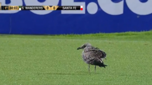 Pássaro'invad' o campo durante partida válida pela Libertadores - Transmissão FOX Sports