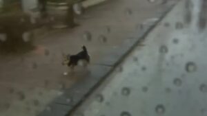 Remco Evenepoel se assustou com a presença do cachorro e caiu no Giro da Itália - Reprodução