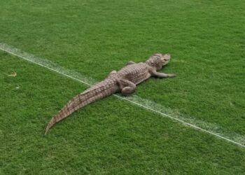Jacaré é avistado no campo do CT do Vasco da Gama