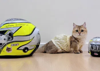 Pets dos pilotos da Fórmula 1; Venha ver os bichinhos velocistas
