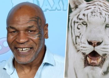 Tigre no quintal: a extravagância dos pets de Mike Tyson e outros atletas