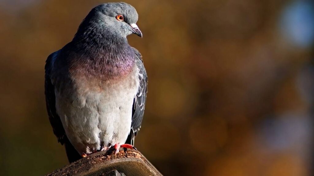 O hobby que Mike Tyson tem desde a infância e você nem imagina