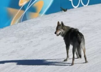 Cachorro atravessa chegada antes da brasileira e gera erro na cronometragem oficial