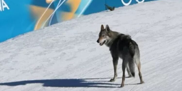 Cachorro atravessa chegada antes da brasileira e gera erro na cronometragem oficial